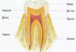 6 интересных фактов про дентин зуба