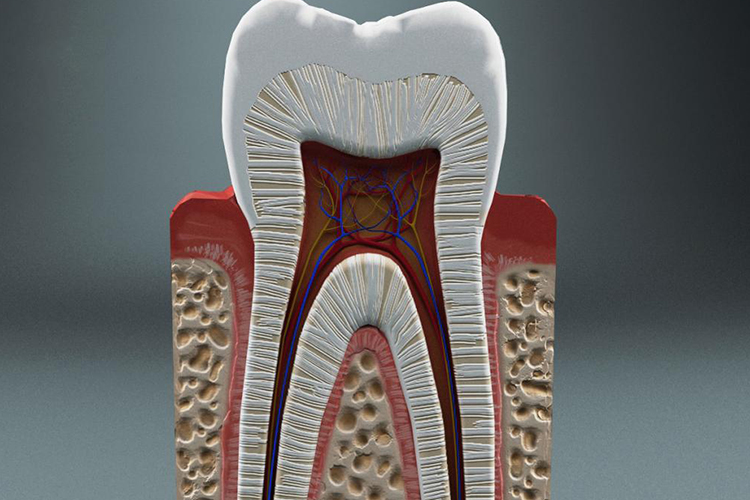 Как устроены наши зубы: фото, анатомия, состав тканей
